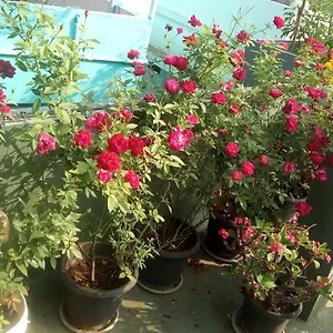  Homestay Heavenly India